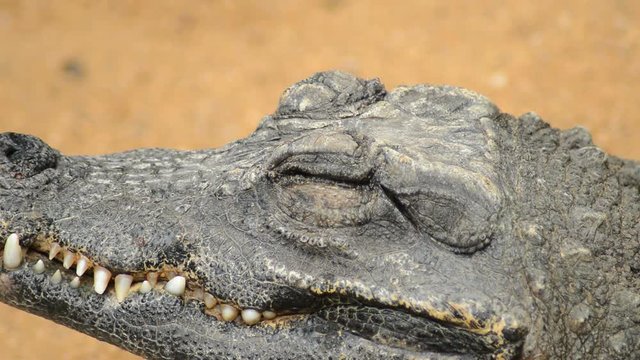Dwarf crocodile opening her eye -  Osteolaemus tetraspis
