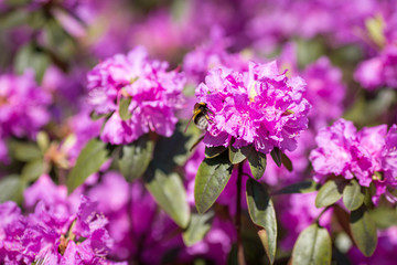 Purple Rhododendron catawbiense