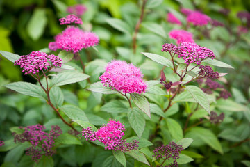 Spiraea japonica