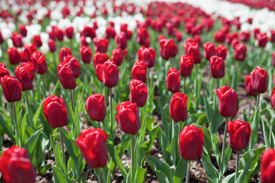 Red Triumph tulips