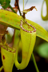 Nepenthes Plante Carnivore