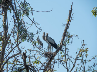 Asian openbill