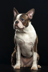 Boston Terrier Dog on Isolated Black Background 