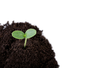 Young plant in ground on white background