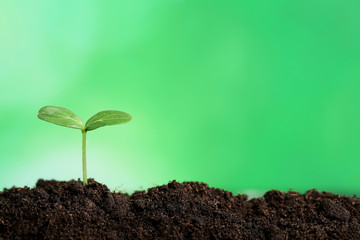 Young plant in ground on green background