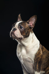 Boston Terrier Dog on Isolated Black Background 