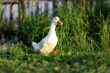 white ducks come to the shore of the pond covered with green grass