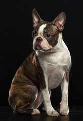Boston Terrier Dog on Isolated Black Background 