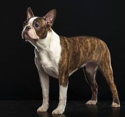 Boston Terrier Dog on Isolated Black Background 