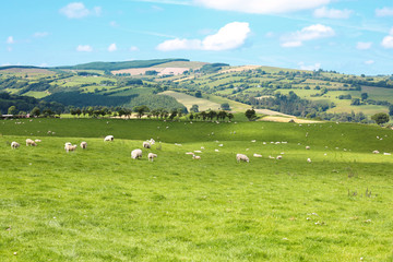 Fototapeta na wymiar Scenic landscape in Wales, Great Britain