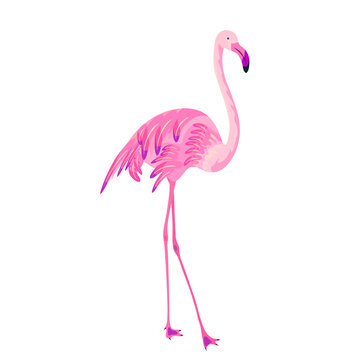 Beautiful pink flamingo, isolated on white
