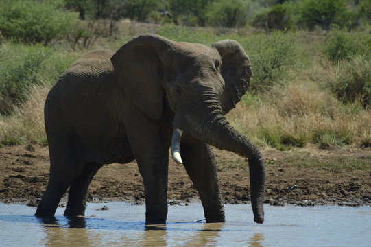 A Musth/Must elephant in Kruger National park