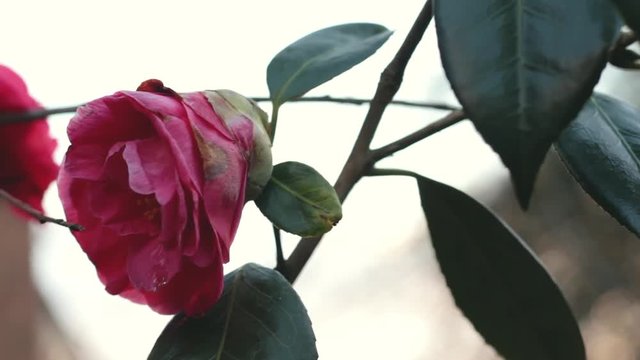 Fleur de printemps en Normandie