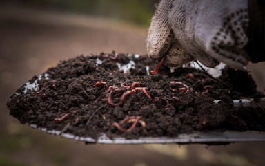  Californian worm doing fertilizer. - obrazy, fototapety, plakaty