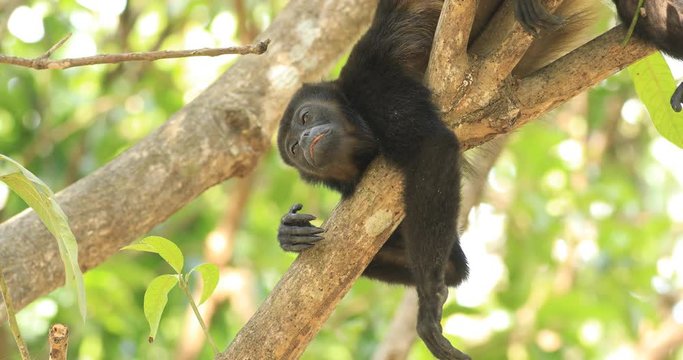 View of Mantled Howler Monkey, Alouatta palliata 4K