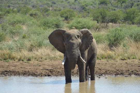 A Musth/Must elephant in Kruger National park