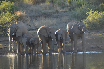 A family of Elephants in Kruger National Park drinking water from a dam