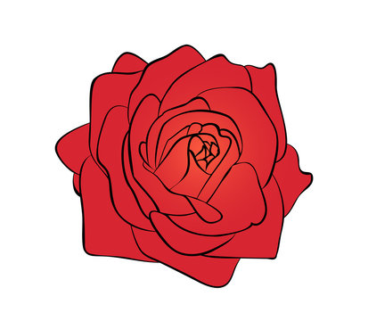Vector illustration, flat bright red rose flower isolated on white background