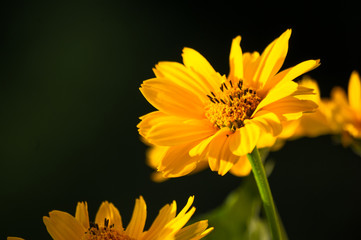 bouquet of bright yellow flowers Heliopsis helianthoides