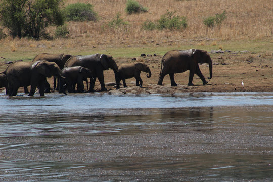 A family of Elephants in Kruger National Park drinking water from a dam