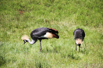 Grey Crowned Crane on field