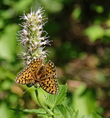 Yellow and black butterfly sits with wings spread on a wildflower.