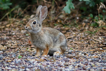 An alert rabbit sits ready to spring away.