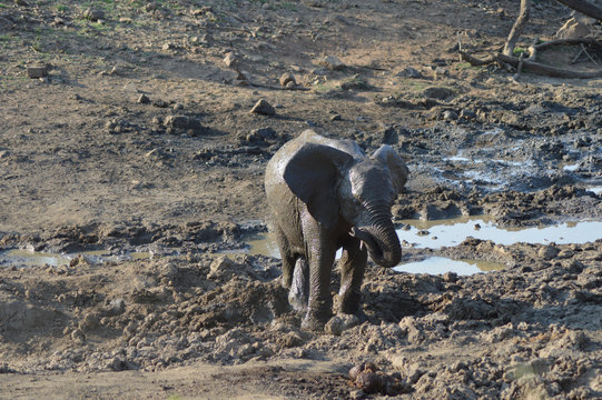 An Elephant baby playing in mud in Kruger national park
