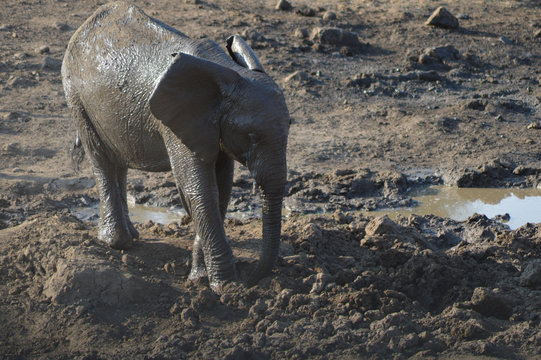 An Elephant baby playing in mud in Kruger national park