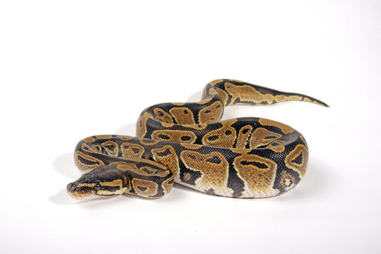 K&ouml;nigspython (Python regius) - Ball python