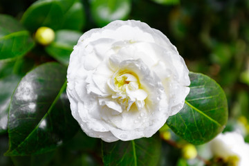 Obraz premium Spanien - Weisse Kamelienblüte im Pazo de Santa Cruz de Rivadulla