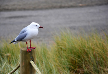Red-billed gull in New Zealand