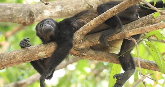 Mantled Howler Monkey, Alouatta palliata, in Costa Rica 4K