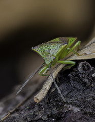 Insects