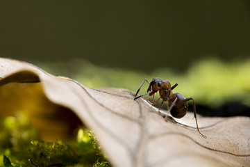 Antz