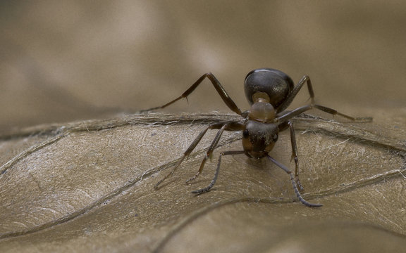 Antz