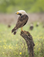 Crested Caracara
