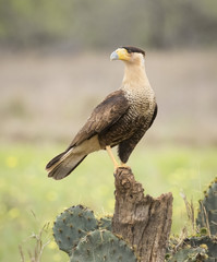 Crested Caracara