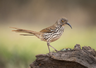 long-billed thrasher