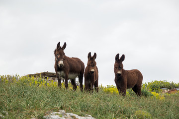 a donkey family in the meadow