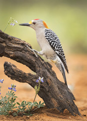 golden-fronted woodpecker