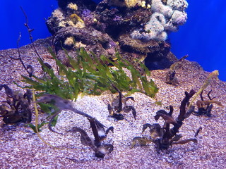 Ocean underwater life