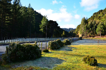 Fototapeta na wymiar Morning frost on a natural landscape from New Zealand's north island