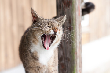 Felis catus © Jacek