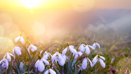 Zelfklevend Fotobehang Lente abstract nature spring Background  Snowdrop spring flower