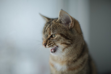 Angry cat portrait photo