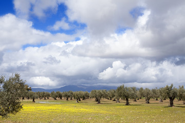 Fototapeta premium Olivos