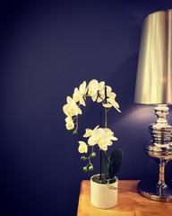 Beautiful white orchid and classic metal lamp © Studio Light & Shade