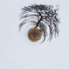 Drzewo. Abstrakcja