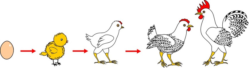 Life Cycle of Chicken. Stages of chicken growth from egg to adult bird